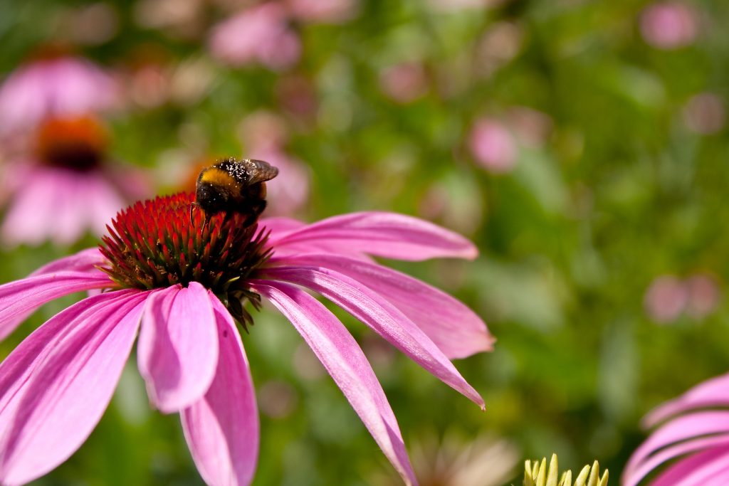 echinacea na posilnenie imunity